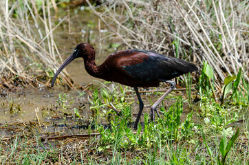 Ibis falcinelle, .Plegadis falcinellus, Glossy Ibis