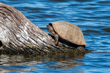 Fototapeta premium Péloméduse noire, Pelomedusa subrufa nigra, Parc national Kruger, Afrique du Sud