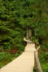 wooden bridge in the forest