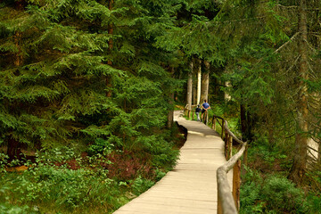 wooden bridge in the woods