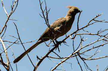 Touraco concolore,.Corythaixoides concolor, Grey Go away bird
