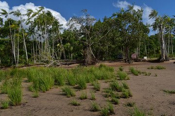 Floresta Amazônica, na Ilha de Santana/Santana/Amapá/Amazônia/Brasil
