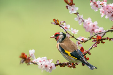 Goldfinch, Carduelis carduelis, single bird on blossom