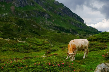 Fototapeta na wymiar single cow in the sun on a green meadow in the mountains