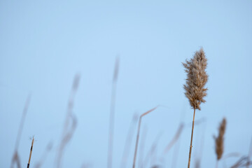 Gray reeds on the river. Spring, winter, popular color