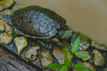 Tortuga en la orilla del agua
