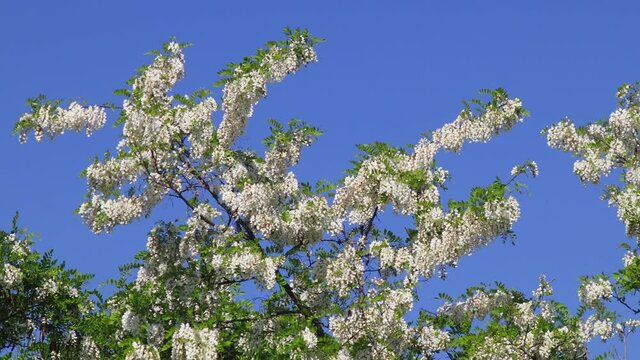 Flowering acacia trees in sunny springtime day