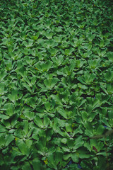 Lirio acuático flotando sobre el agua