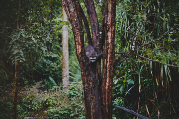 Fototapeta premium Mapache en un parque de conservación natural
