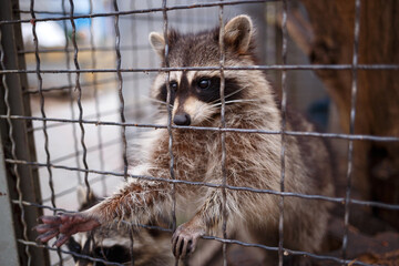 cute little raccoon pulls its paw out of the cage
