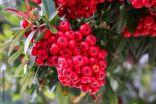 ピラカンサの赤い実 常盤山査子 Wall Mural Wallpaper Murals Decoplus