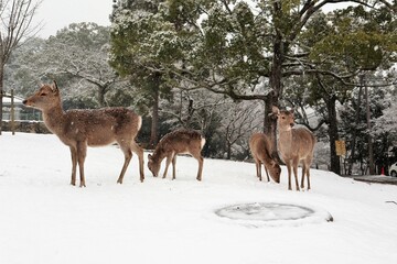 奈良公園の雪景色