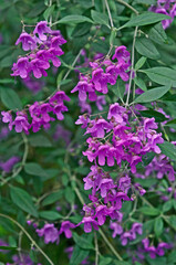A close up of Prostanthera ovalifolia in the Temperate House at Kew Gardens