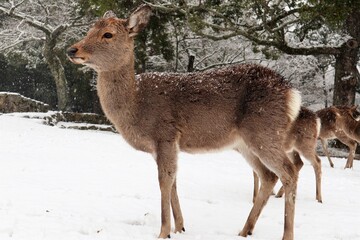 奈良公園の雪景色