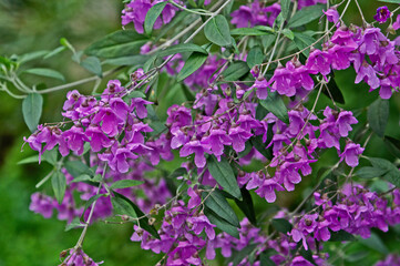 A close up of Prostanthera ovalifolia in the Temperate House at Kew Gardens