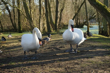 Walking swans, Melford Country Park, Suffolk, UK, January 2021