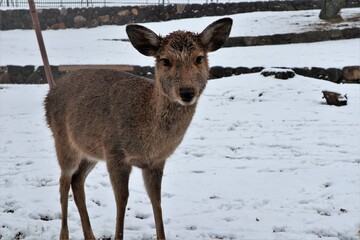 奈良公園の雪景色