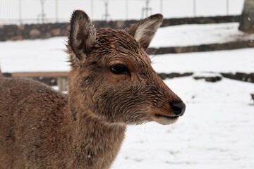 奈良公園の雪景色
