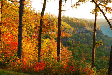 Autumn colors explode along a hillside