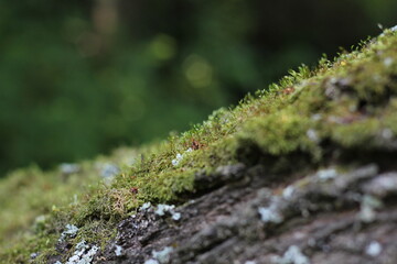 Fototapeta premium Close-up of green moss on old tree.