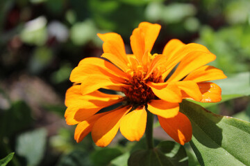 Thriving Bright Orange Blooming Plant
