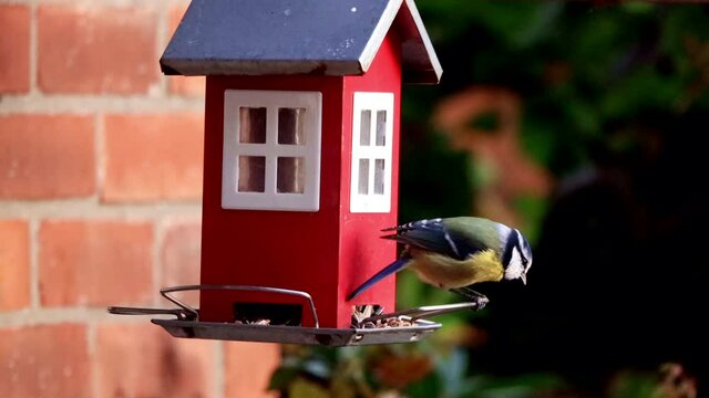 bird feeder red house, Parus caeruleus, blue tit

