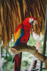 Guacamaya roja dentro de un parque de conservación  © Alejandro