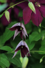 An image of a closed purple flower bud with a green background