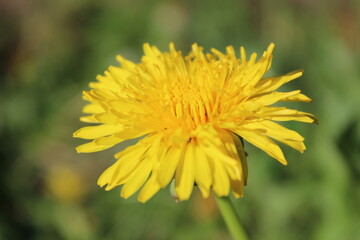 Opened yellow dandelion bud with green background
