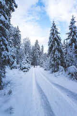 Winter landscape in the nature: Footpath, snowy trees and blue sky
