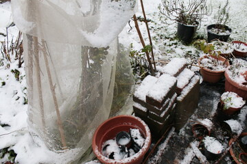 Snow landscape of cloche cover plants in pots and growing in ground covered in white layer of...