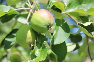 Two small green apples on a branch