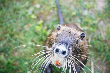 Nutria (myocastor coypus) in a Park, Germany