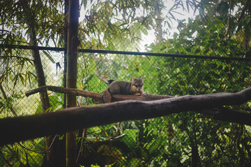 Pequeño zorro recostado sobre una rama dentro de un parque de conservación natural