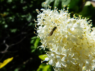 Insect on Blooming White Flower s Outdoors