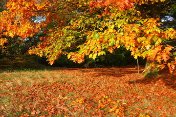 Autumn, Leafs, Gold colour , Yellow, Orange, Park, Fall, London