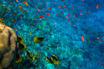 Fototapeta na wymiar Red Sea Coral Reef with Chaetodon fasciatus