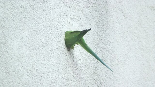 these wild parrots in cologne city are pretty uncommon to see its not usual to see green exotic birds flying through the streets. They now use house walls to nest.