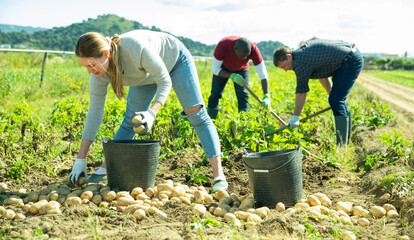 Group of people gathering crop of early potatoes on farm field. Harvest time..