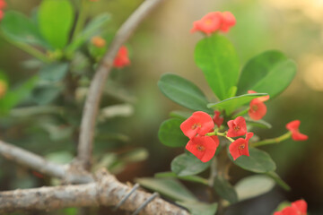 Red Euphorbia milli flower beautiful floral by nature with green leaf under sun light 