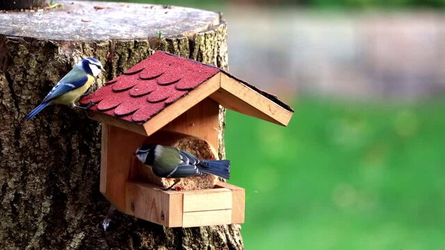 feeding in bird feeder, Parus caeruleus, blue tit

