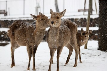 雪景色の奈良公園