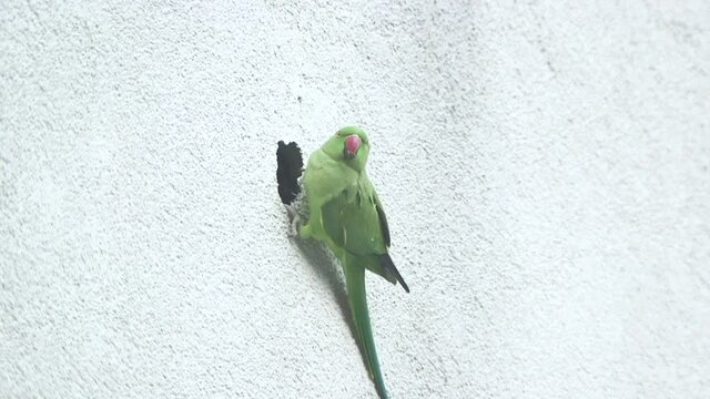 these wild parrots in cologne city are pretty uncommon to see its not usual to see green exotic birds flying through the streets. They now use house walls to nest.