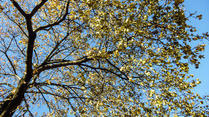Crisp Yellow and Brown Autumn Leaves