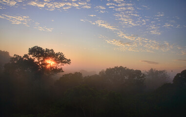 Huge Brazil nut tree and jungle canopy in the morning mist, Tambopata River Reserve, Peruvian Amazon