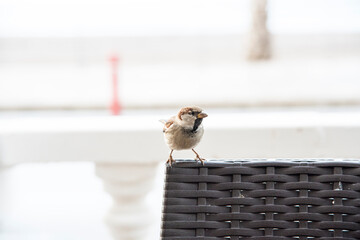 sparrow eating on the table on the terrace of a bar