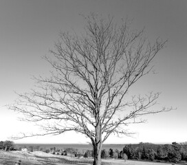 Fototapeta na wymiar Winter Tree