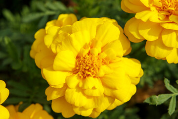 マリーゴールドの黄色の花