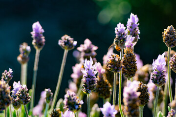 Lavender field located in Cunha, State of São Paulo.