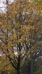 the view through the autumn leaves of a tree into the sky